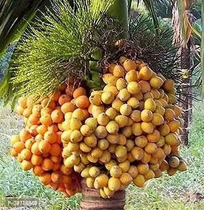 The Entacloo Betel NutSupari Plant BETAL NUT-thumb0