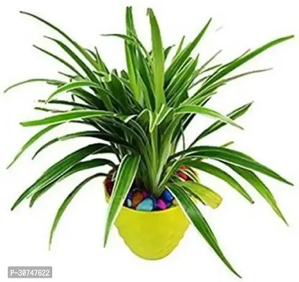 The Entacloo Spider Plant SP02 Spider Live Plant-thumb0