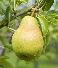 The Entacloo Pear Plant Naspati Plant-thumb1