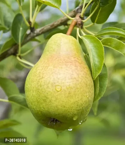 The Entacloo Pear Plant Naspati Plant-thumb2