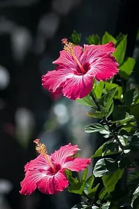 The Entacloo Hibiscus Plant Pink hibiscus plant3-thumb1