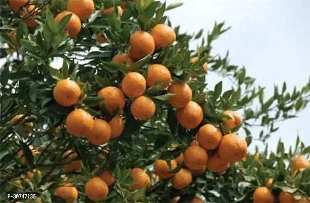 The Entacloo Lemon Plant Darjeeling Orange Variety Grafted Fruit Live PlantsTree(11.5 Ft Size)-thumb0