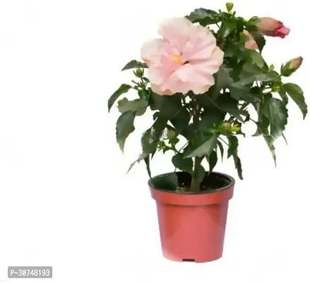 The Entacloo Hibiscus Plant A 56-thumb0