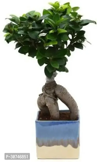 The Entacloo Ficus Plant 08775-thumb0