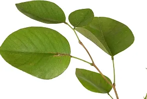 The Entacloo Red Sandalwood Plant Sandalwood Plant (Hindi NameLal Chandan or Raktachandan) Botanical NamePterocarpus Santalinus-thumb1