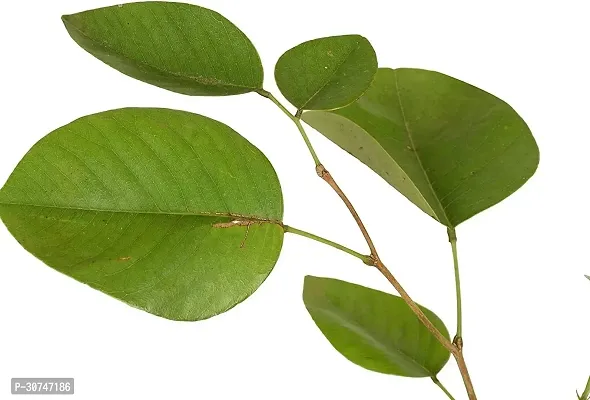 The Entacloo Red Sandalwood Plant Sandalwood Plant (Hindi NameLal Chandan or Raktachandan) Botanical NamePterocarpus Santalinus-thumb2