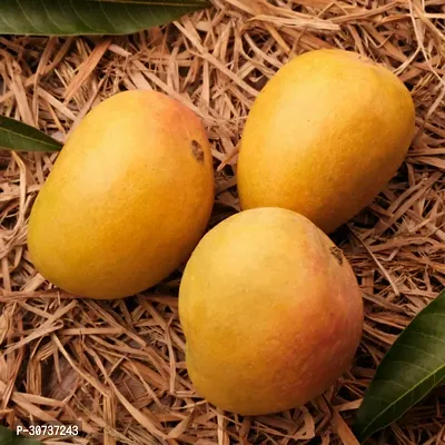 The Entacloo Mango Plant Alphonso Mango Plant - Grafted-thumb2