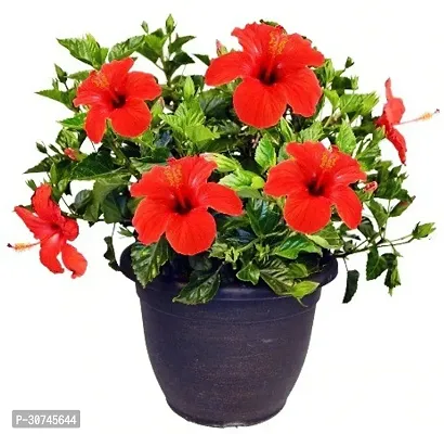 The Entacloo Hibiscus Plant Gudhal RedHibiscus Flower Plant-thumb0