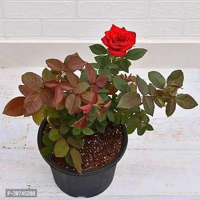 The Entacloo Rose Plant Rose (Red)Plant-thumb0