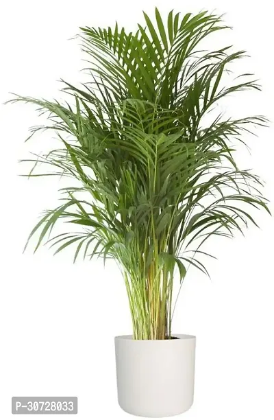 The Entacloo Areca Palm Areca Plam Plants