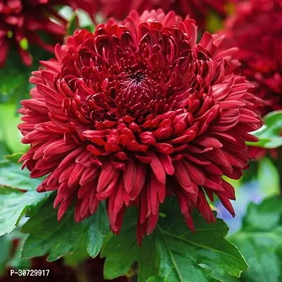 The Entacloo Chrysanthemums Guldavari Plant Chrysenthemum Red01-thumb0