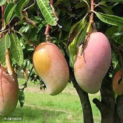 The Entacloo Mango Plant Mango Totapuri Grafted Plants (Pack of 1) - Live Plant-thumb2