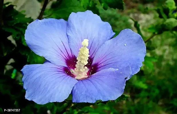 The Entacloo Hibiscus Plant Hibiscus Blue Live plant-thumb0