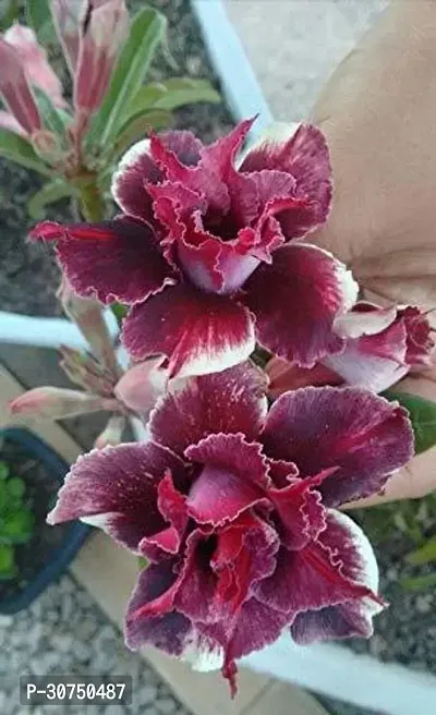 The Entacloo Adenium Plant ADENIUM FLOWER PLANT BM13-thumb0