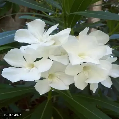 The Entacloo Oleander Plant kanear white