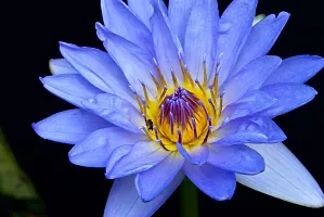 The Entacloo Lily Plant Rare blue Water Lily Flower Live Plant-thumb2