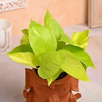 The Entacloo Money Plant Money Live Indoor Plant With Ganesha Shape Clay Pot For Home Decor-thumb2