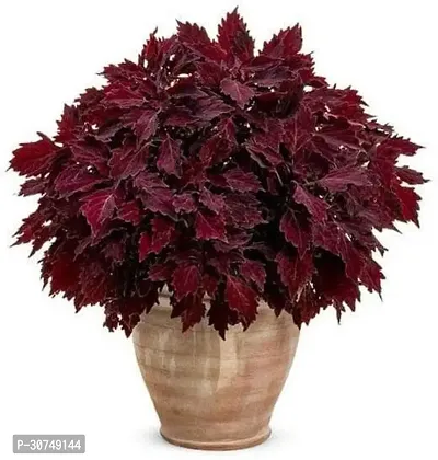 The Entacloo Coleus Plant Coleus (Maroon)Plant-thumb0