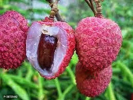 The Entacloo Litchi Plant Shahi Variant Sweet Tasty Litchi Plant Grafted.-thumb0