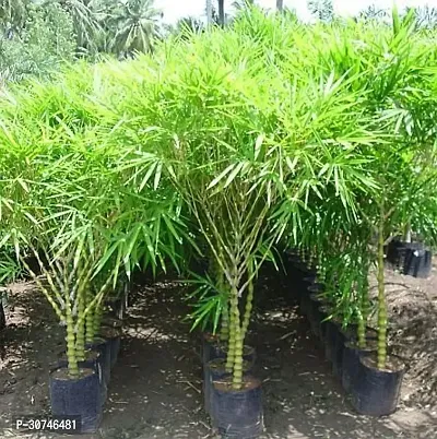 The Entacloo China Palm Plant PALM23