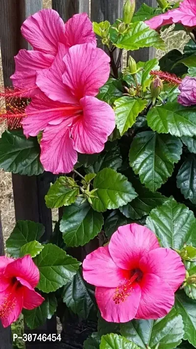 The Entacloo Hibiscus Plant Pink hibiscus plant3-thumb0