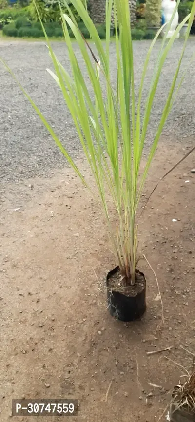 The Entacloo Lemon Grass Plant Lemon Grass Plant-thumb0