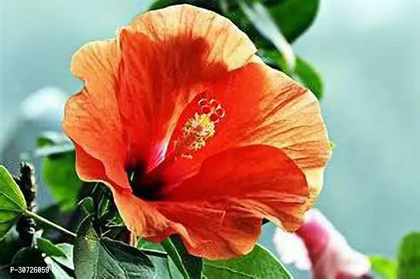 The Entacloo Hibiscus Plant Hibiscus planjaba plant 01-thumb0