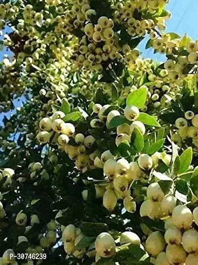 The Entacloo Guava Plant Guava Plant ( Mobesto Guava Plant )-thumb0