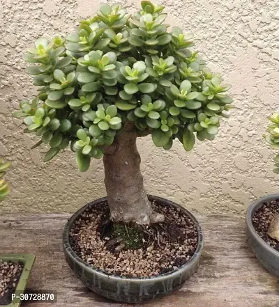 The Entacloo Jade Plant JADE PLANT M3-thumb0