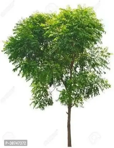 The Entacloo Neem Plant Your Garden Neem Plant-thumb0