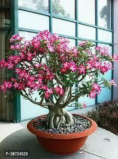 The Entacloo Adenium Plant ADENIUM PLANT DD-thumb3