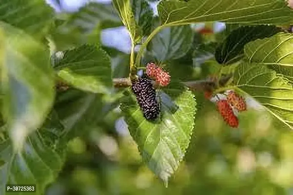 The Entacloo Berry Plant MULBERRY PLANT GHJ-thumb2