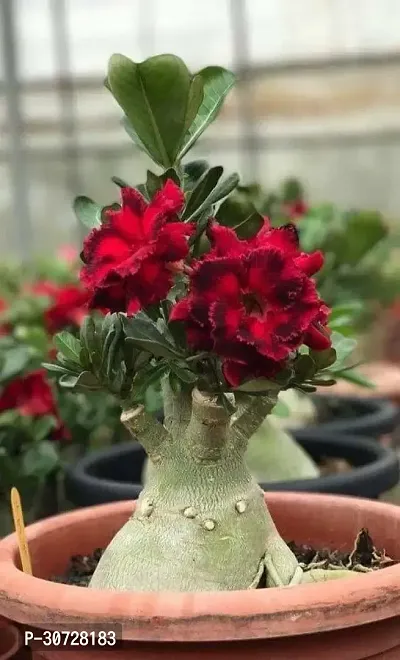 The Entacloo Adenium Plant adma01-thumb0