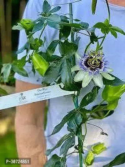 The Entacloo Passion Plant PASSION FLOWER OLMN-thumb0