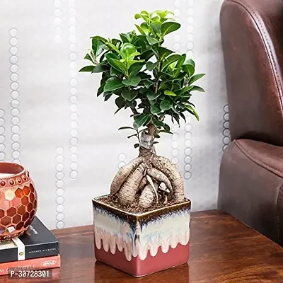 The Entacloo Ficus Plant bonfic40-thumb0