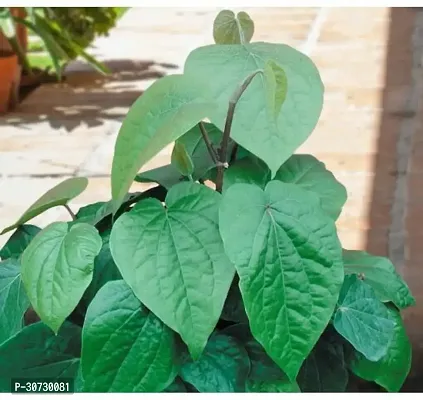 The Entacloo Betel Leaf Plant pan5-thumb3