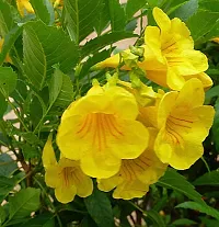 The Entacloo Tecoma Plant Tecomayellow trumpetbushyellow bellsyellow elderginger-thomas chandra prabha flower plant-thumb2