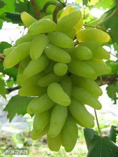 The Entacloo Grapes Plant Live Green Long Grapes Fruit Plant - Healthy Sweet Fruit Plant-thumb2