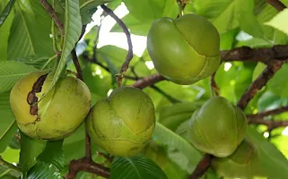 The Entacloo Elephant Apple Plant Chalta Karambel Fruit Plant-thumb1