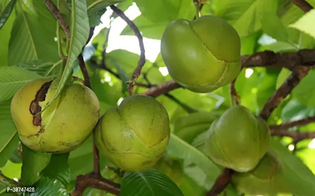 The Entacloo Elephant Apple Plant Chalta Karambel Fruit Plant-thumb2