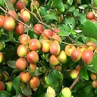 The Entacloo Ber Apple Plant Apple Ber Plant (03)-thumb1