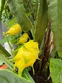 The Entacloo Dragon Tree Hybrid yellow dragon fruit plant, pack of 1-thumb1