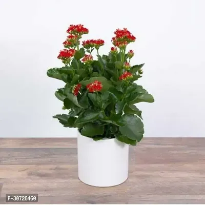 The Entacloo Kalanchoe Plant kalancho Flower Plant-thumb0