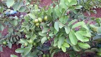 The Entacloo Guava Plant Guava plant-thumb2