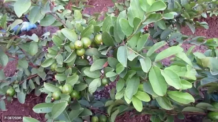 The Entacloo Guava Plant Guava plant-thumb3