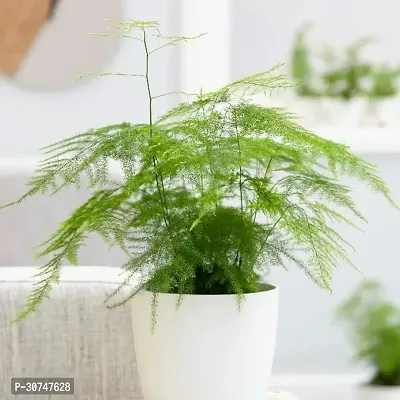 The Entacloo Asparagus Plant ASPARAGUS FERN PLANT-thumb0