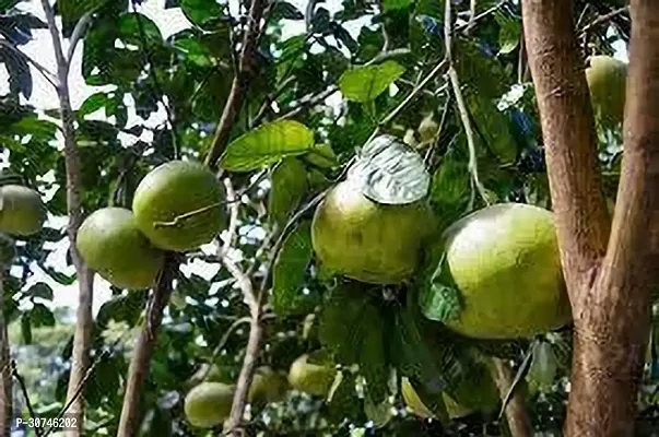 The Entacloo Pomelo Plant POMELO PLANT FFG-thumb0