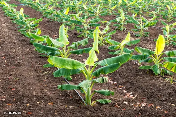 The Entacloo Banana Plant BANANA PLANT 23-thumb0