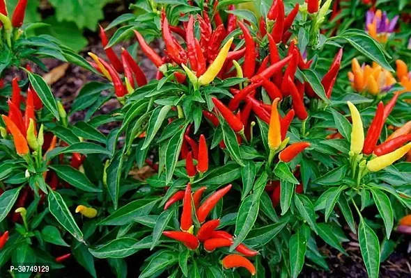 The Entacloo Capsicum KASHMIRI RED CHILLI LIVE PLANT ( PACK OF 1)-thumb0