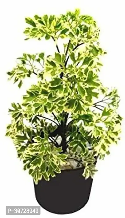 The Entacloo Aralia Plant raARALIA55 b-thumb0